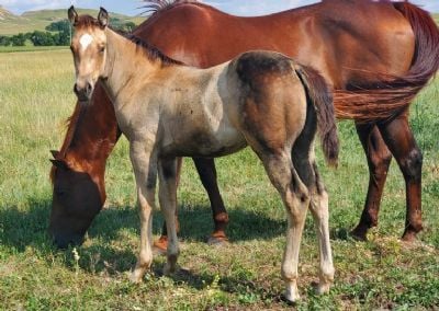 My Galaxy Drift JW <BR> AQHA 6371302